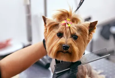 Best-Friends Psi Fryzjer